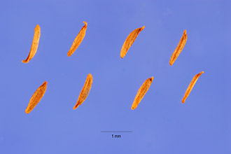 <i>Spiraea tomentosa</i> L. var. rosea (Raf.) Fernald
