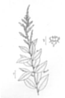 <i>Spiraea tomentosa</i> L. var. rosea (Raf.) Fernald
