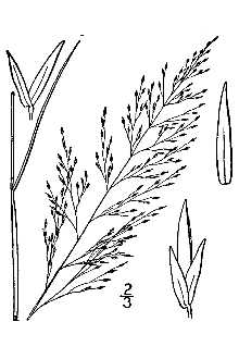 <i>Muhlenbergia uniflora</i> (Muhl.) Fernald var. terrae-novae Fernald