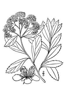 <i>Spiraea virginiana</i> Britton var. serrulata Rehder