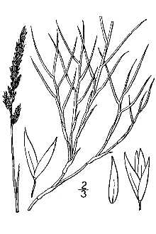 <i>Agrostis virginica</i> L.