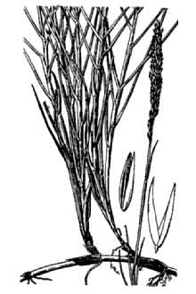 <i>Agrostis virginica</i> L.