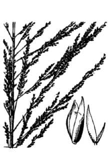 <i>Sporobolus airoides</i> (Torr.) Torr. var. wrightii (Munro ex Scribn.) Gould