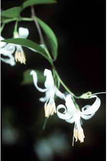 <i>Styrax pulverulentus</i> Michx.
