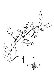 <i>Styrax americanus</i> Lam. var. pulverulentus (Michx.) Perkins ex Rehder