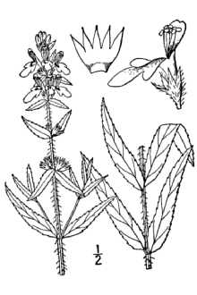 <i>Stachys hyssopifolia</i> Michx. var. ambigua A. Gray
