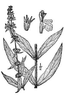 <i>Stachys palustris</i> L. ssp. arenicola (Britton) Gill