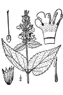 <i>Stachys tenuifolia</i> Willd. var. aspera (Michx.) Fernald