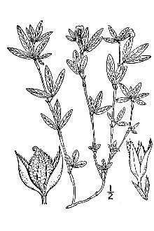 <i>Stylosanthes floridana</i> S.F. Blake