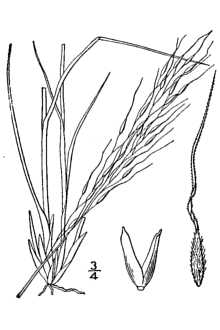 Canadian Ricegrass