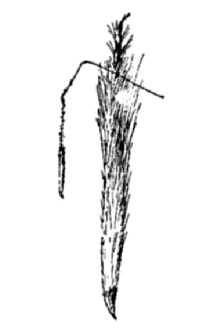 <i>Achnatherum nelsonii</i> (Scribn.) Barkworth ssp. longiaristatum (Barkworth & Maze) Barkw
