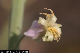 Lyreleaf Jewelflower