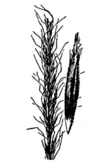 <i>Achnatherum nelsonii</i> (Scribn.) Barkworth var. dorei (Barkworth & Maze) Dorn