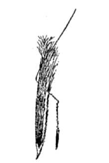 <i>Stipa occidentalis</i> Thurb. var. pubescens (Vasey) Maze, Roy L. Taylor & MacBryde