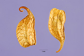 <i>Stylosanthes guineensis</i> Schumach.