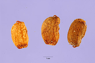 <i>Stylosanthes guineensis</i> Schumach.