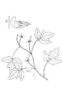 <i>Strophostyles helvula</i> (L.) Elliott var. missouriensis (S. Watson) Britton, orth. var.