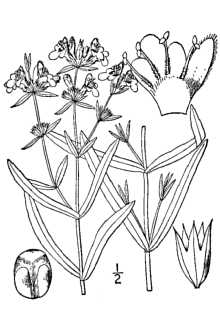 <i>Stachys hyssopifolia</i> Michx. var. lythroides (Small) J.B. Nelson