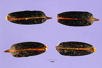 <i>Valerianoides jamaicensis</i> (L.) Kuntze