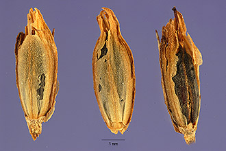 <i>Stachytarpheta indica</i> Vahl