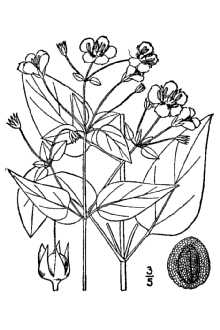 <i>Steironema tonsum</i> (Alph. Wood) E.P. Bicknell ex Britton