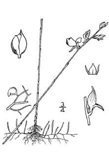 <i>Utricularia virgatula</i> Barnhart