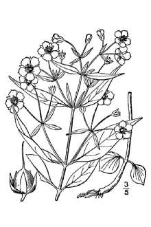 <i>Lysimachia lanceolata</i> Walter var. angustifolia (Lam.) A. Gray