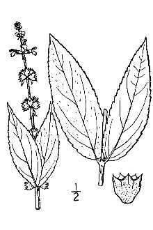 <i>Stachys tenuifolia</i> Willd. var. latidens (Small ex Britton) J.B. Nelson