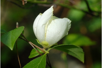 Silky Camellia