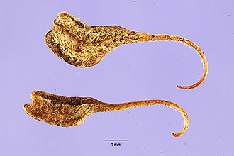 <i>Stylosanthes mucronata</i> Willd.