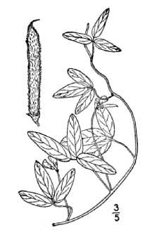 <i>Strophostyles pauciflora</i> (Benth.) S. Watson