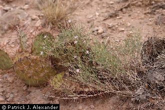 <i>Stephanomeria pauciflora</i> (Torr.) A. Nelson var. parishii (Jeps.) Munz
