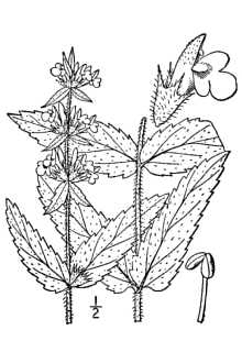 <i>Stachys palustris</i> L. var. petiolata Clos