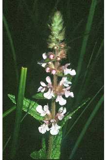 <i>Stachys palustris</i> L. var. elliptica Clos