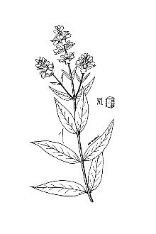 <i>Stachys palustris</i> L. var. elliptica Clos