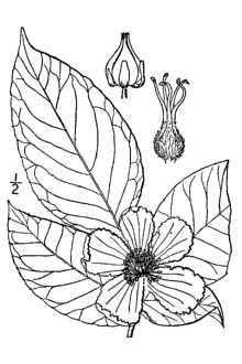 <i>Malachodendron pentagynum</i> (L'Hér.) Small