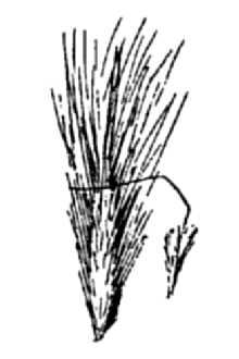<i>Stipa pinetorum</i> M.E. Jones