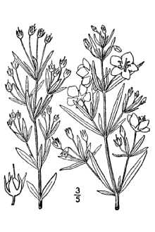 <i>Lysimachia longifolia</i> Pursh