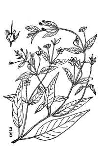 <i>Nummularia radicans</i> (Hook.) Kuntze
