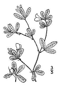 <i>Stylosanthes riparia</i> Kearney var. setifera Fernald