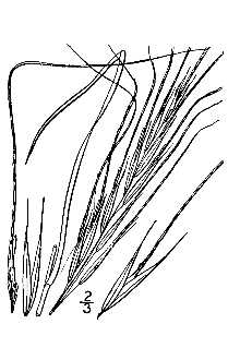 Porcupinegrass