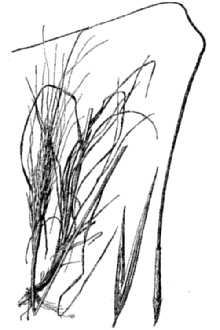 Porcupinegrass