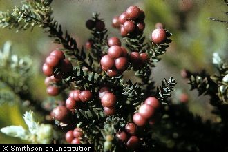 <i>Styphelia tameiameiae</i> (Cham. & Schltdl.) F. Muell. var. brownii (A. Gray) H. St. John