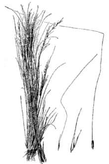 <i>Stipa tenuissima</i> Trin.
