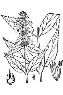 <i>Stachys palustris</i> L. var. hispida (Pursh) B. Boivin
