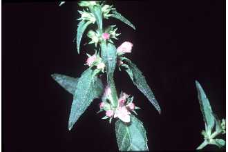 <i>Stachys tenuifolia</i> Willd. var. hispida (Pursh) Fernald
