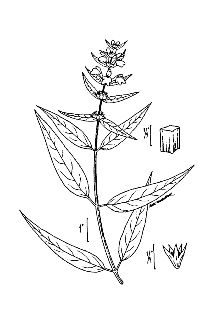 <i>Stachys tenuifolia</i> Willd. var. perlonga Fernald