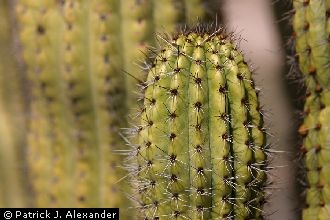 Organpipe Cactus