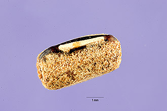 <i>Strophostyles umbellata</i> (Muhl. ex Willd.) Britton var. paludigena Fernald