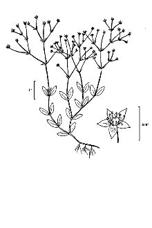 <i>Stellaria gonomischa</i> B. Boivin